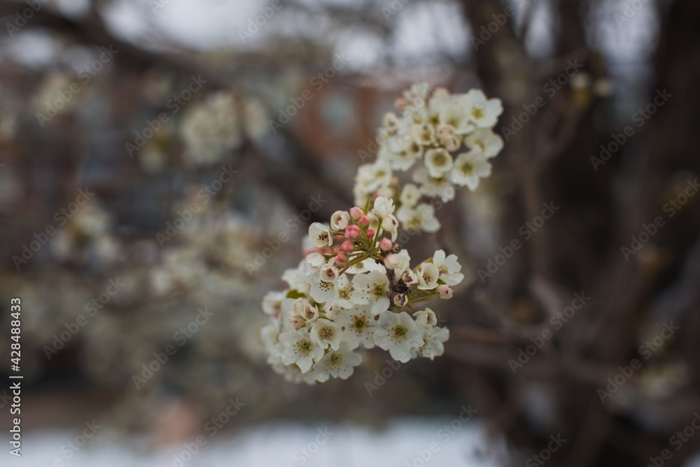 Spring Snow Flowers