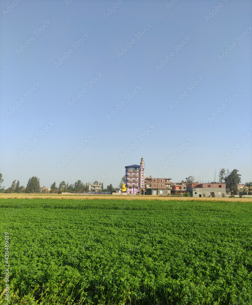field and sky in Egypt .field and sky with trees