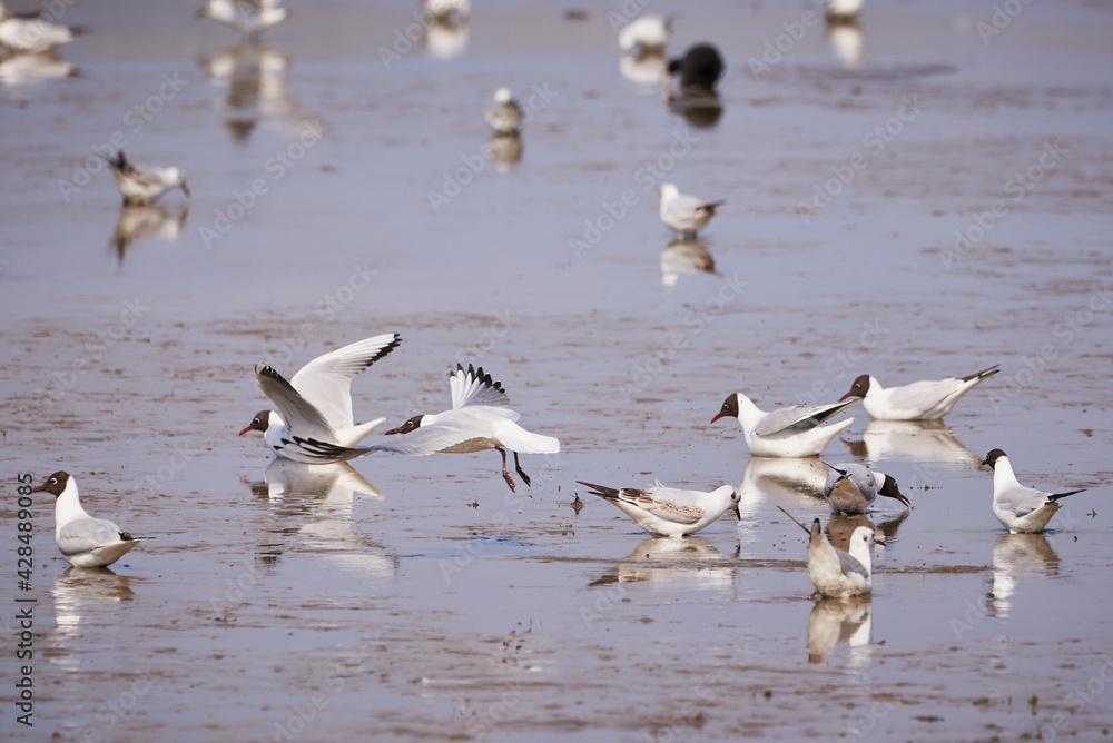 Black headed gulls in the lake ( Larus ridibundus ) Black headed gulls in the lake ( Larus ridibundus )