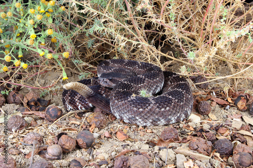 Southern Pacific Rattlesnake  Crotalus helleri .