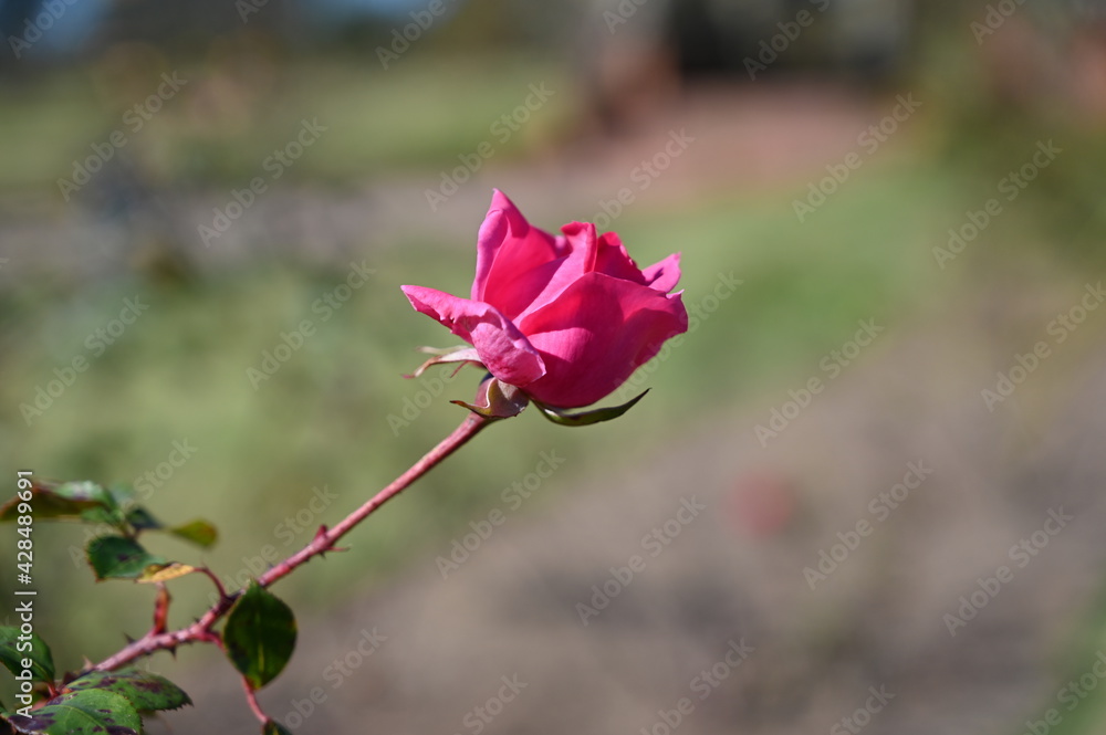 Obraz premium Flores del Botánico en Montevideo Uruguay