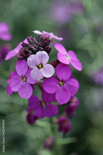 Foto Purple everlasting wallflower flower spikes