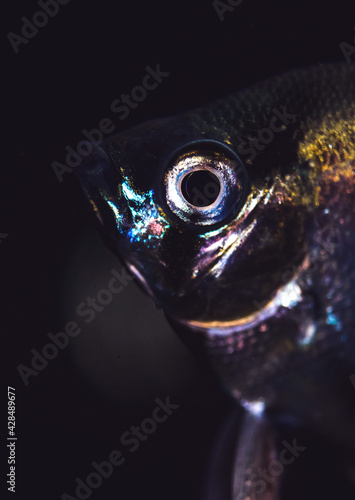 Angelfish Pterophyllum fish close-up portrait, aquarium fish on a black background