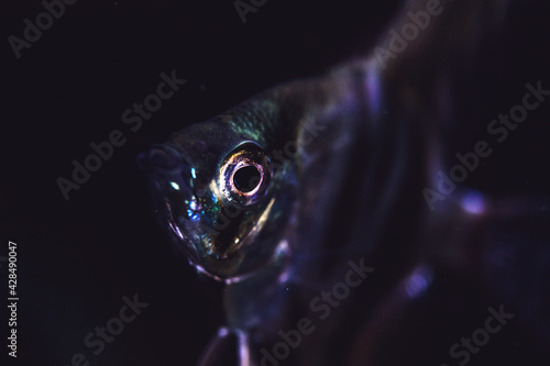Angelfish on a black background close-up, Pterophyllum Scalar fish in aquarium