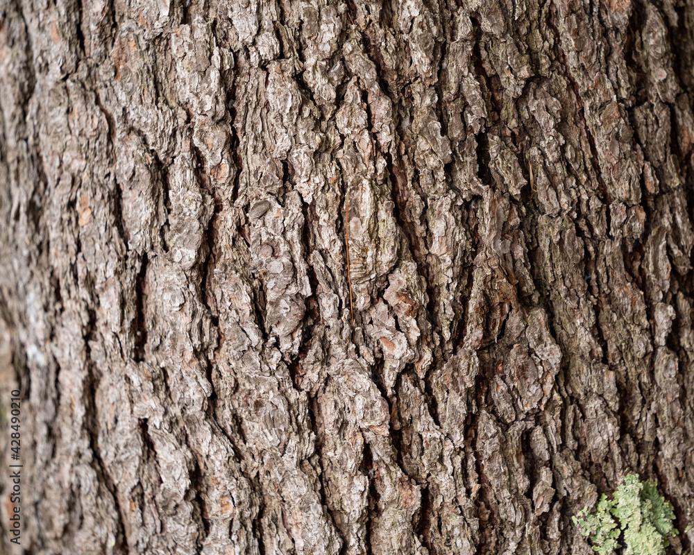 Pine Bark