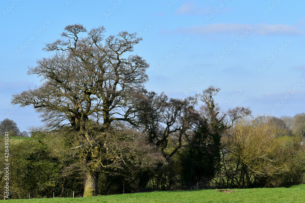 Trees separating fields in spring, Kenilworth, England, UK Trees separating fields in spring, Kenilworth, England, UK