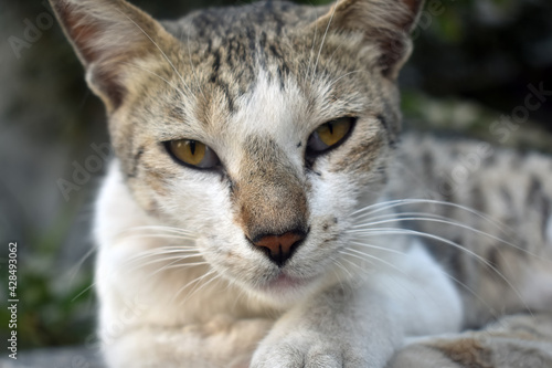 Closeup shot of a cat on a blurred background