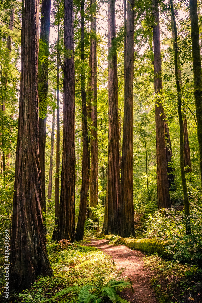 Fototapeta premium Redwoods, Big Basin State Park