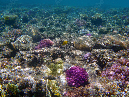 Korallenriff/rotes Meer