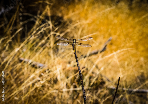 Dragonfly on a summer day. © LilahPhoto