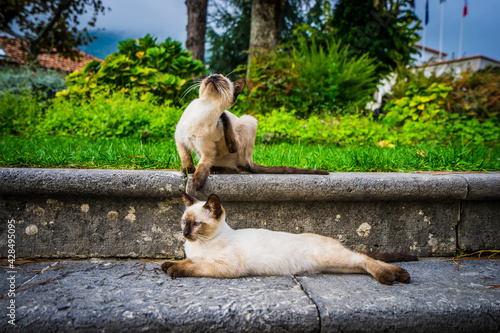 Siamese Kittens on Steps, Ravello, Italy photo