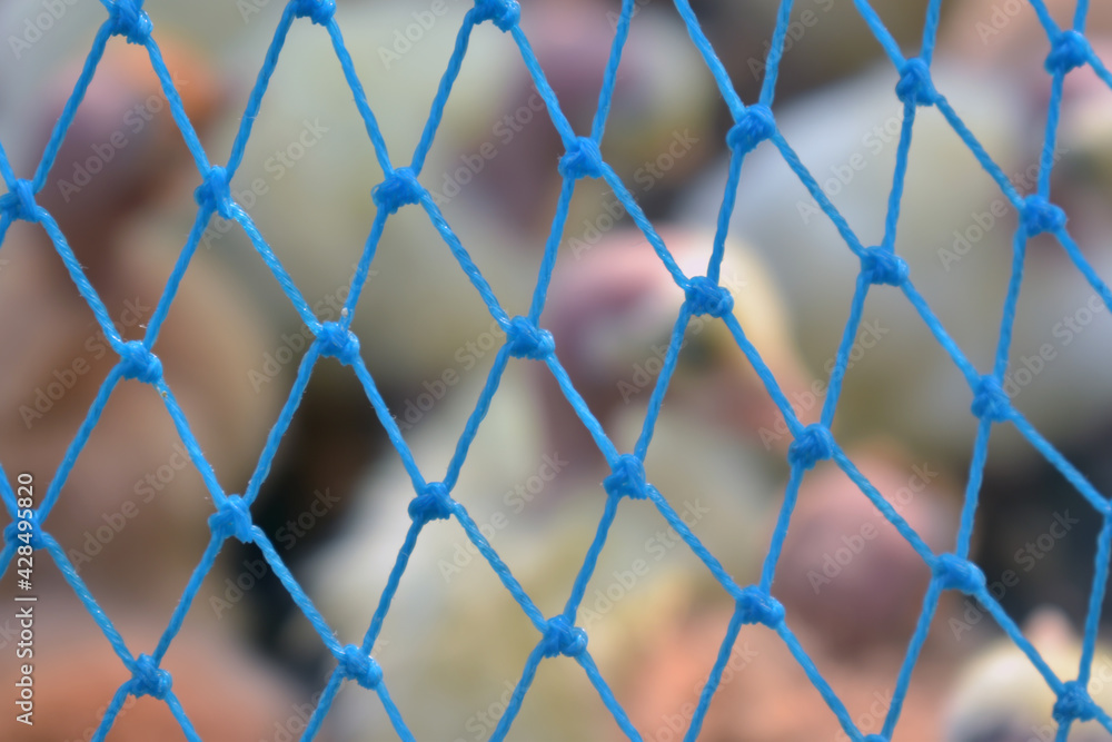 Closeup shot of a blue range chicken netting on a blurred background Closeup shot of a blue range chicken netting on a blurred background
