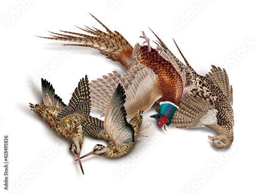 oiseau, bécassedes bois, faisans, nature morte, la chasse, en vol, tiré, nature, ailes, faune, sauvage, chasseur, tué, animal, ciel, blanc, chasse, bec, brun