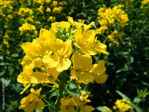 春に咲く菜の花のアップ