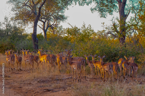 Herd of impala antelopes grazing at Kruger national park, South Africa