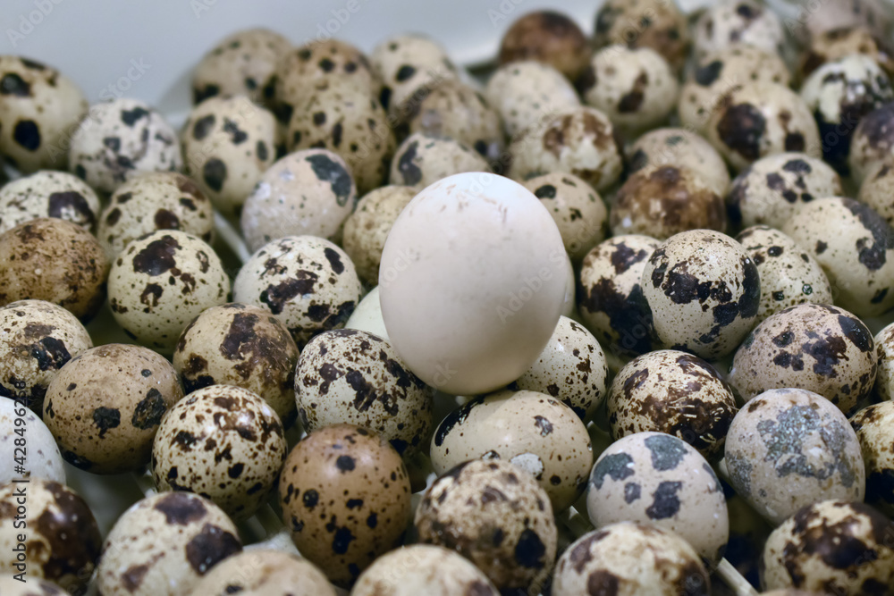 Closeup shot of a pile fresh quail eggs Closeup shot of a pile fresh quail eggs