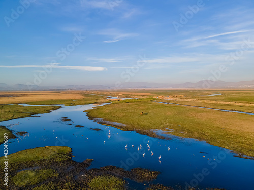 Many Pink Flamingos flying above a wetland, top view, in Kayseri city