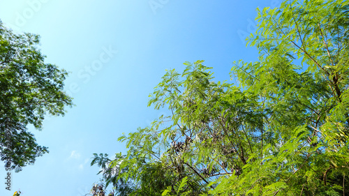 green leaves and blue sky photo