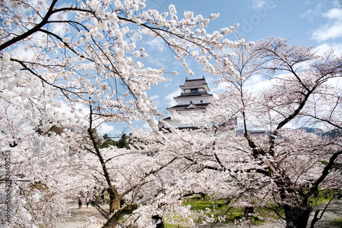 満開の桜と会津若松鶴ヶ城