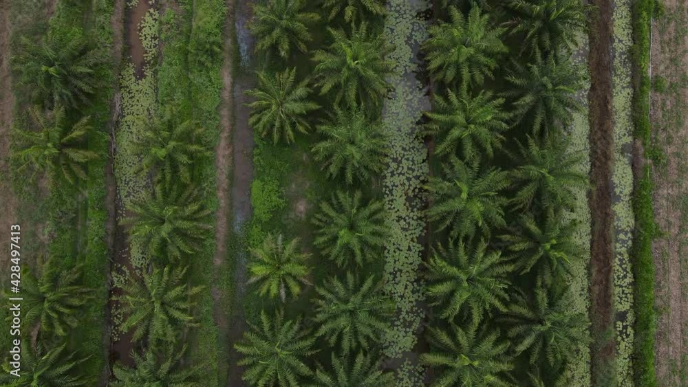 Vegetable Oil Palm in Southern Thailand view drone Vegetable Oil Palm in Southern Thailand view drone