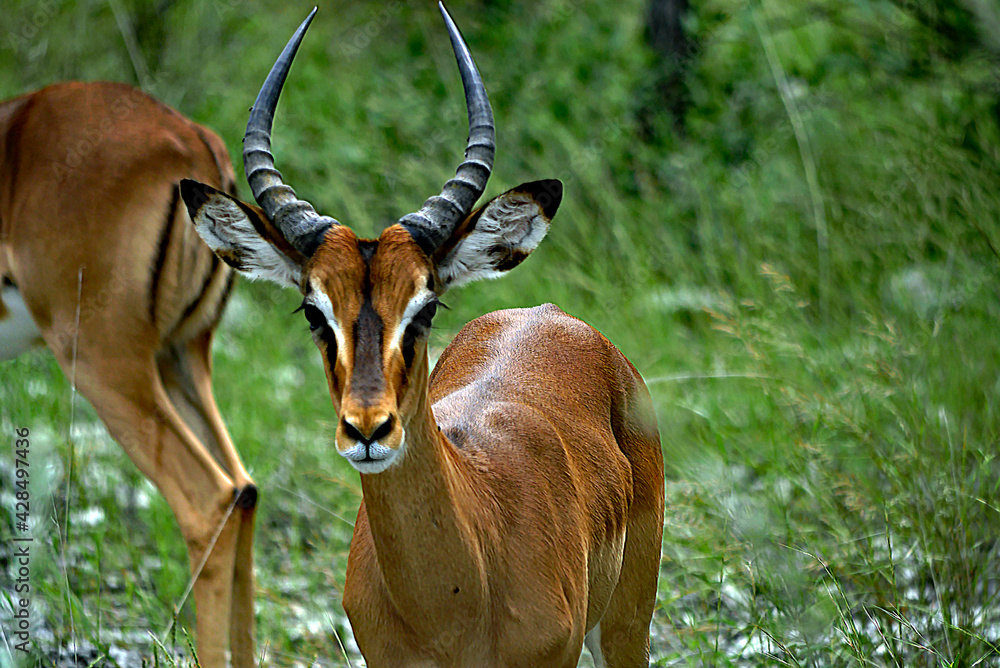 Fototapeta premium Impala
