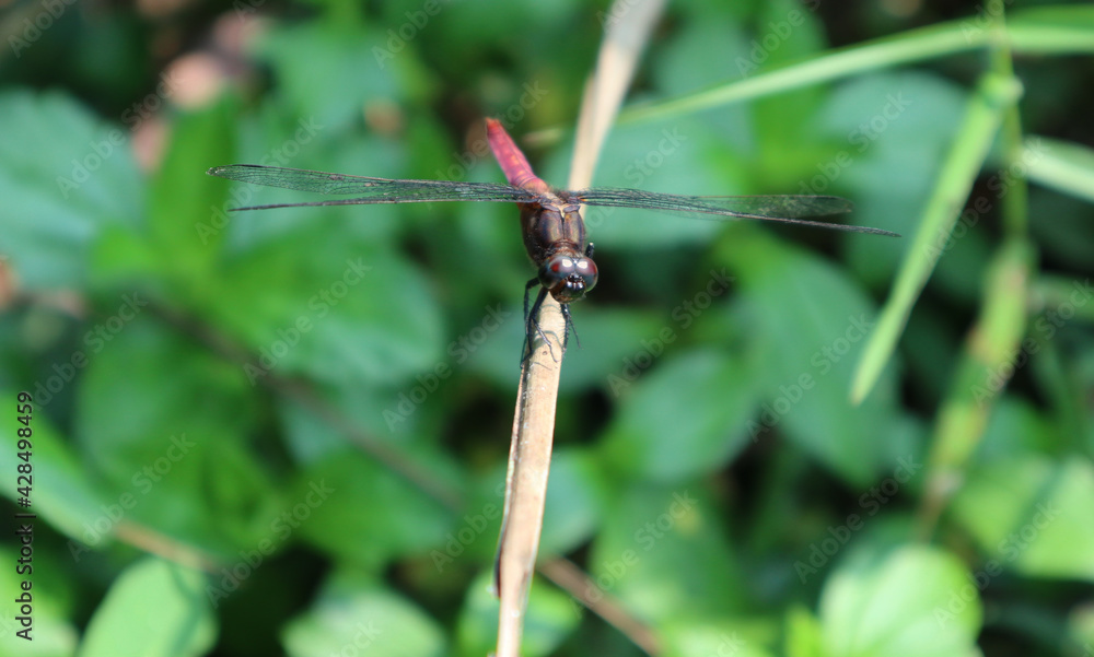 Close-up view of the front,including the face and eyes of a red dragonfly on a dry leaf Close-up view of the front,including the face and eyes of a red dragonfly on a dry leaf