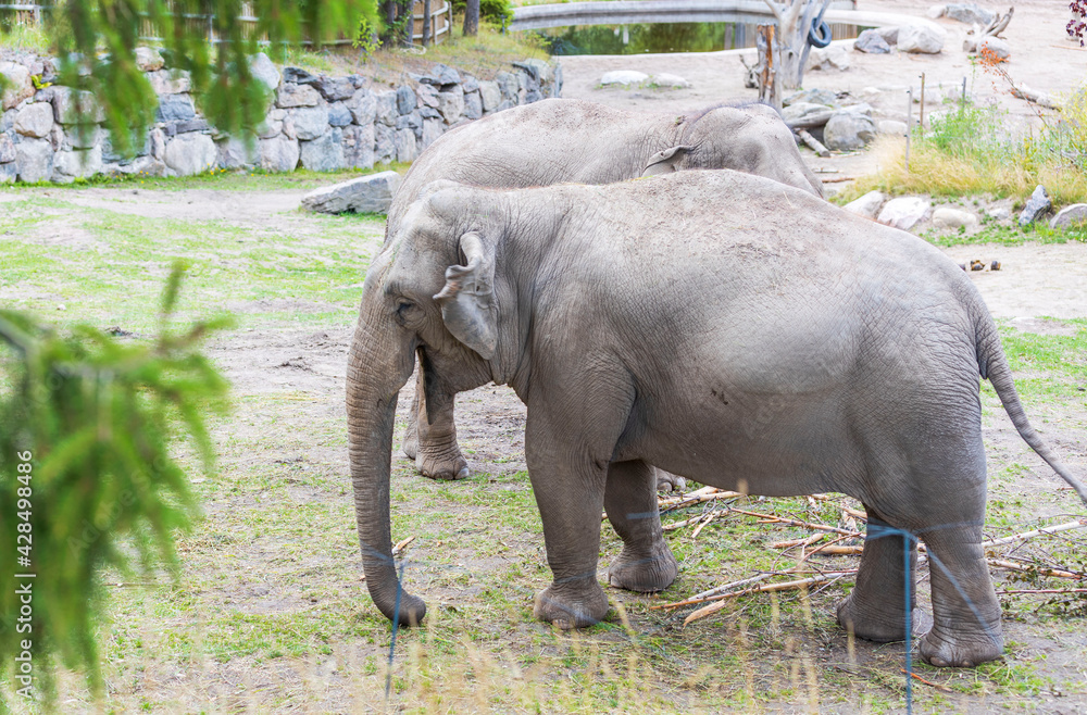 Beautiful view of two cute elephants in zoo aviary. Wild animals concept.  Sweden.