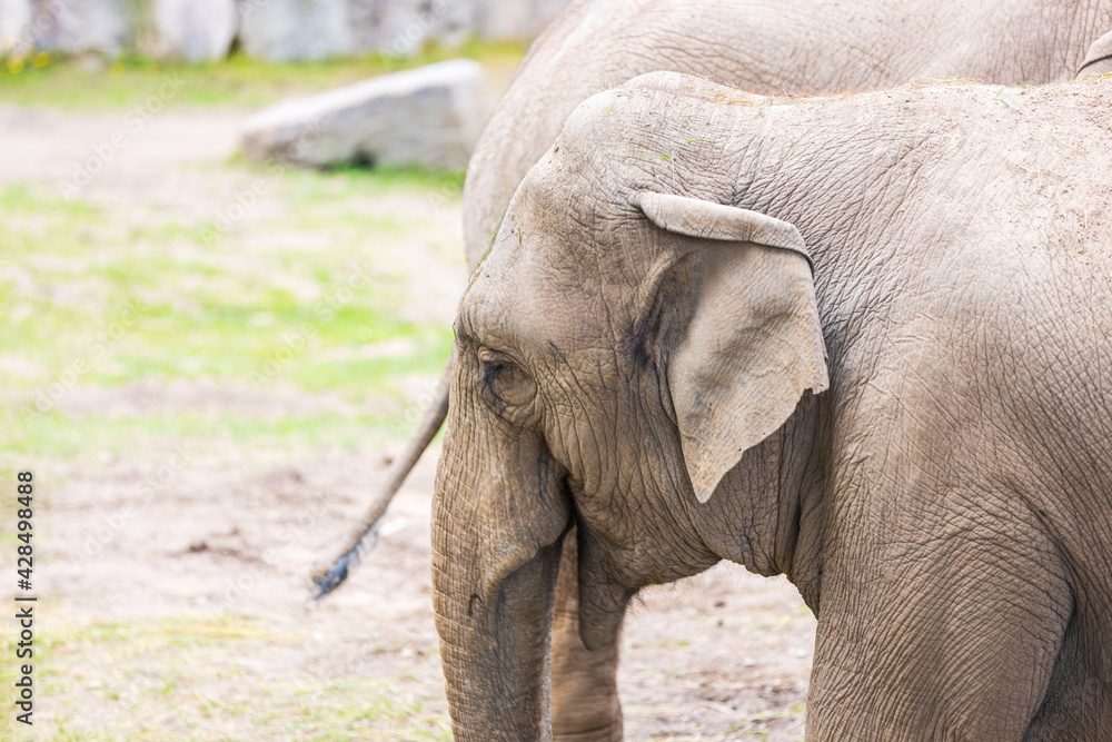 Fototapeta premium Close up view of elephant head. Beautiful wild animals background. Sweden.