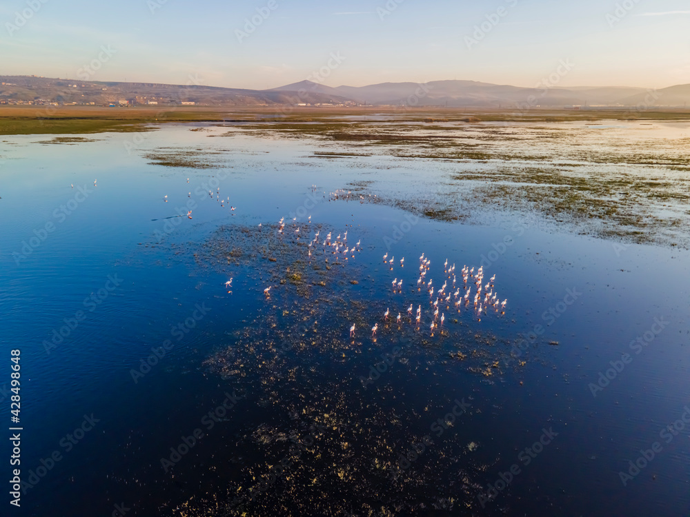 Many Pink Flamingos flying above a wetland, top view, in Kayseri city