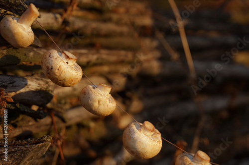 Organic fresh mushrooms hang from a rope, against a backdrop of woven twigs. Diet, Vegetarianism. photo