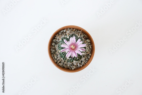 Brain cactus, Echinofossulocactus multicostatus with flower in a terracotta pot top view medium