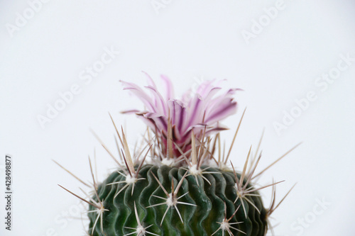 Brain cactus, Echinofossulocactus multicostatus with pink flower side view  photo