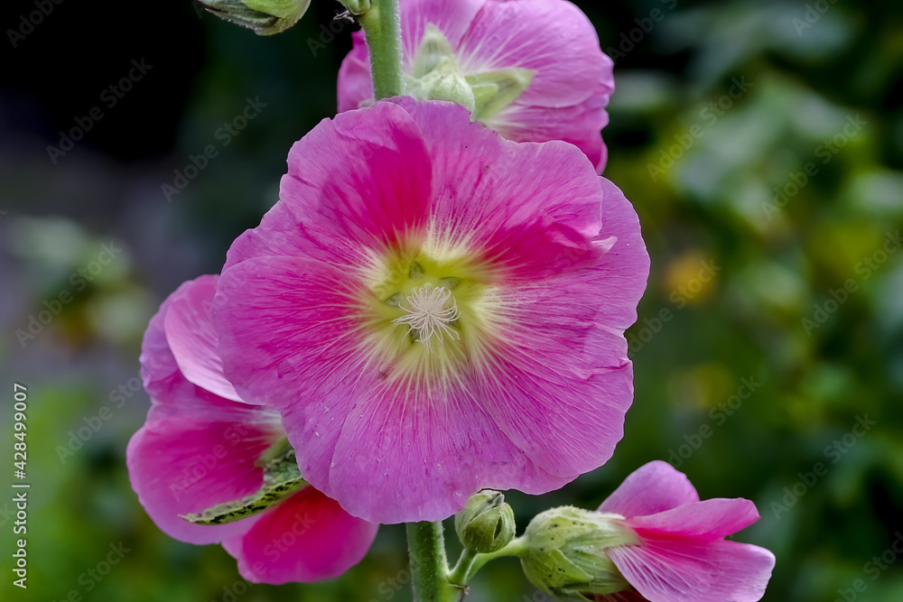 Flower of the Hollyhock - Alcea rosea - in the summer, Bavaria, Germany
Flower of the Hollyhock - Alcea rosea - in the summer, Bavaria, Germany