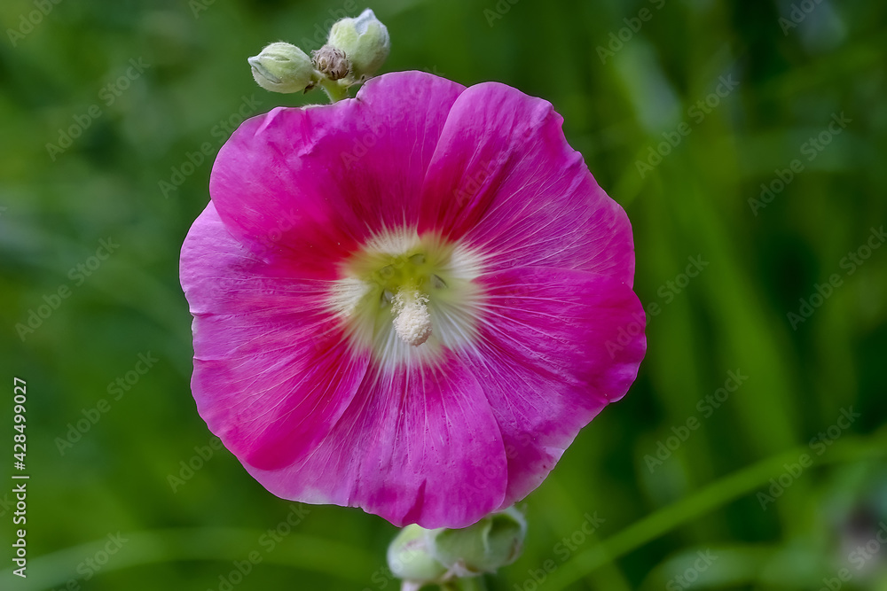 Flower of the Hollyhock - Alcea rosea - in the summer, Bavaria, Germany
Flower of the Hollyhock - Alcea rosea - in the summer, Bavaria, Germany