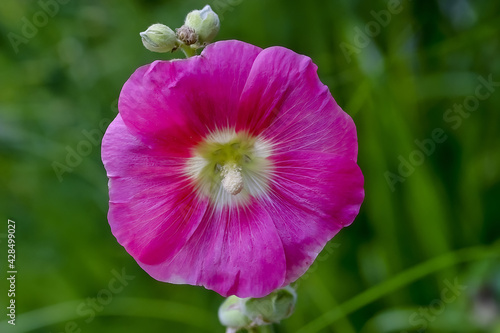Flower of the Hollyhock - Alcea rosea - in the summer, Bavaria, Germany

