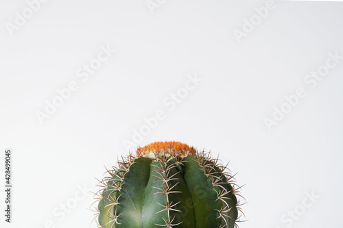 Flowering mature Melocactus matanzanus with cephalium side view photo