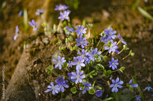 Blue fresh flowers growing in the natural forest. Picture for the illustration of blooming, spring, freshness, blue flowers.