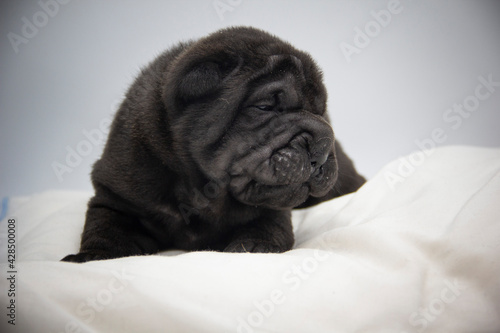 shar pei black pup