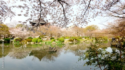 京都東寺の桜
