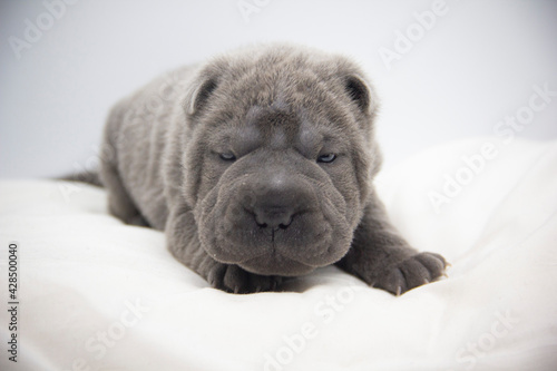 blue shar pei baby puppy