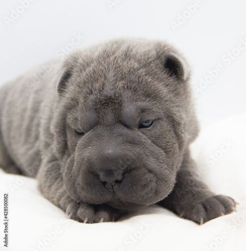 blue shar pei baby puppy
