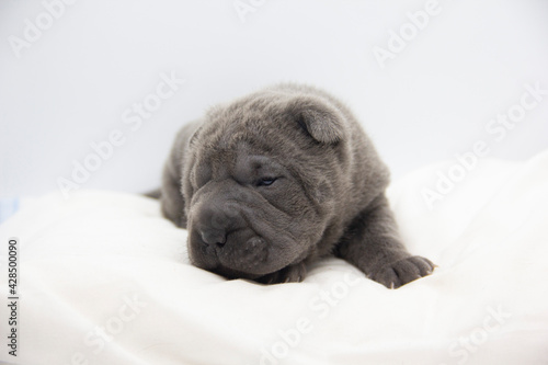 Fototapeta Naklejka Na Ścianę i Meble -  blue shar pei baby puppy