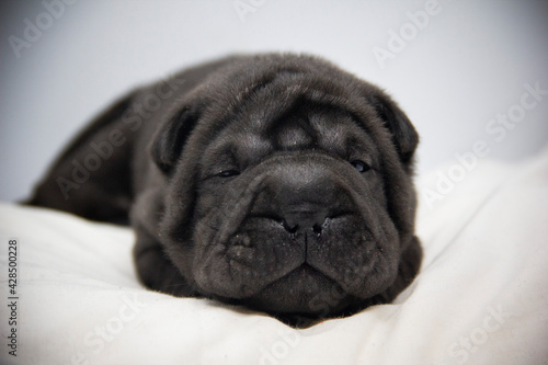 shar pei black baby puppy