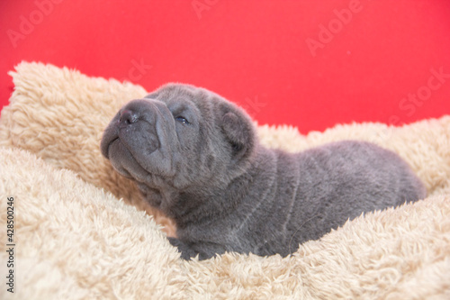 shar pei blue baby puppy