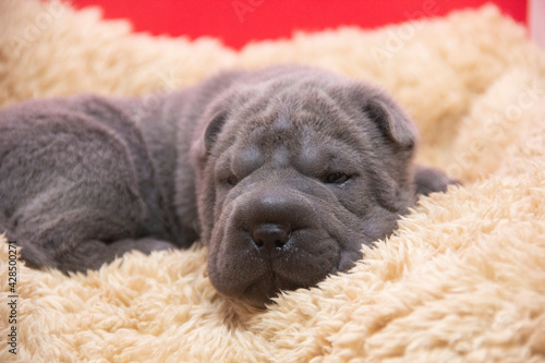 shar pei blue baby puppy