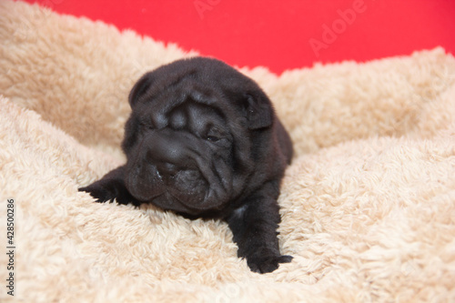 shar pei black baby puppy