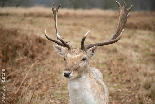 Fallow Deer buck © Tia