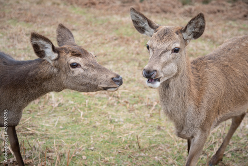 Two Red deer doe eating