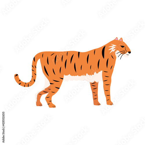 tiger feline animal