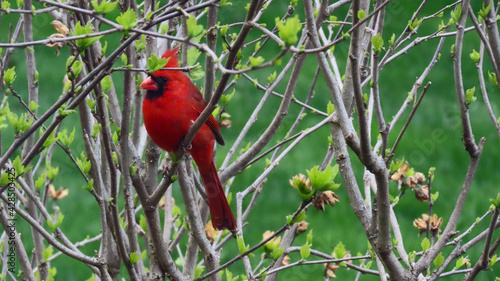 cardinal perched in spring © Bill